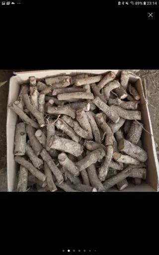 Esquejes de Paulownia para Venta