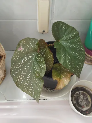 Begoña esqueje muy enraizado