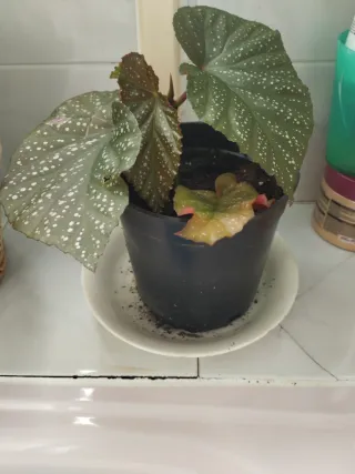 Begoña esqueje muy enraizado