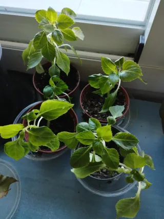 Alegría de la casa esquejes