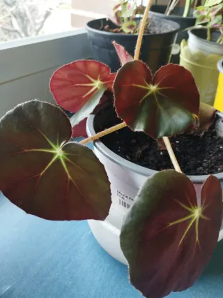 Begonia hoja redonda, esquejes enrraizado