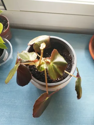 Begonia hoja redonda, esquejes enrraizado