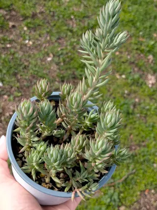 Sedum Sediforme