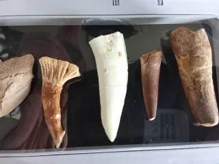 7 Dientes Fósiles de Dinosaurio