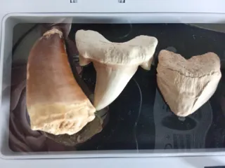 7 Dientes Fósiles de Dinosaurio