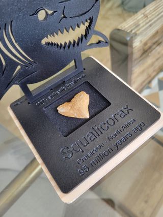 Expositor Colección Squalicorax Fósil Autentico