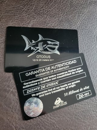 Expositor Colección Squalicorax Fósil Autentico