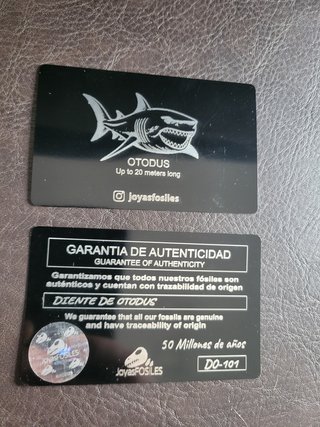 Expositor Colección Squalicorax Fósil Autentico