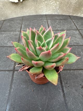 Echeveria agavoides híbrido