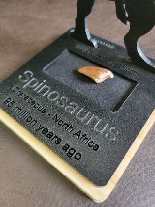 Expositor Fósil Spinosaurio Auténtico