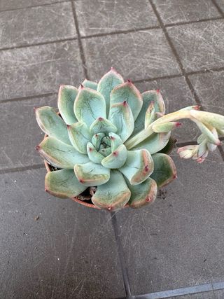 Echeveria planta suculenta