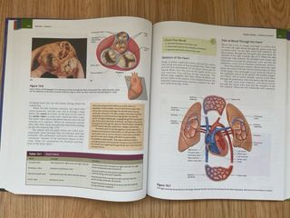 Hole's Essentials of Human Anatomy & Physiology