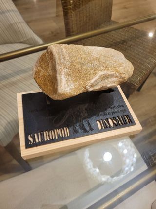 Fósil Auténtico Sauropod Dinosaurio S010