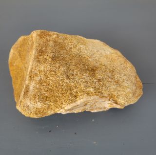 Fósil Auténtico Sauropod Dinosaurio S010