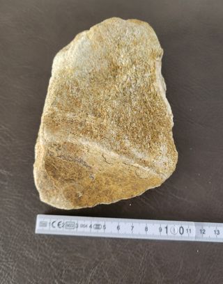 Fósil Auténtico Sauropod Dinosaurio S010