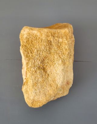 Fósil Auténtico Sauropod Dinosaurio S010