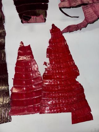 Pelle di coccodrillo vera conciata