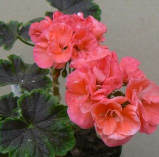 semi F1 Pelargonium zonale Black Velvet Salmon F1
