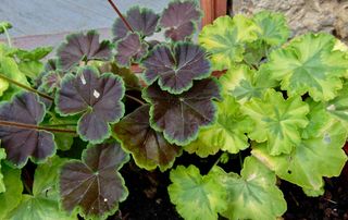semi F1 Pelargonium zonale Black Velvet Salmon F1
