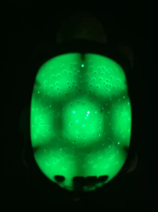 Lampada proiettore tartaruga stellare
