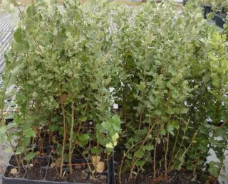 Encina y alcornoque joven en alveolo