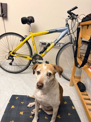 Bicicleta Gitane Aluminio Sia freno casette nuevo
