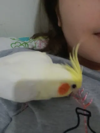 Cuidador de mascotas