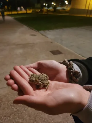 Cuidador de mascotas