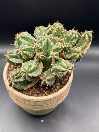 Euphorbia handiensis vado 14