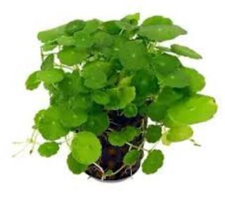 Hydrocotyle Verticilata Planta de Acuario. 4U