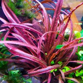 Pack 52x | 6x Espécies Plantas Aqua | Cryptocoryne
