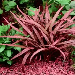 Pack 52x | 6x Espécies Plantas Aqua | Cryptocoryne