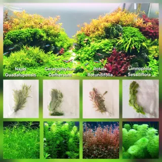 Pack 52x | 6x Espécies Plantas Aqua | Cryptocoryne