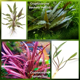 Pack 52x | 6x Espécies Plantas Aqua | Cryptocoryne