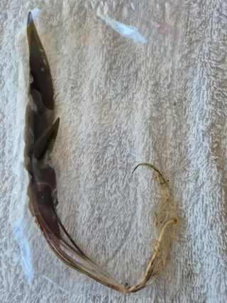 Pack 50x | 7x Espécies Plantas Aqua | Cryptocoryne