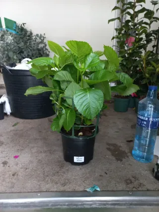 Hortensias en maceta