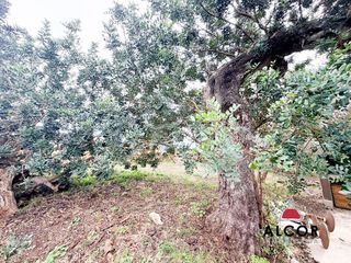 Terreno en venta en Centro en Alcanar