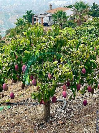 Casa en venta en Camino Algarrobo - Las Arenas en Vélez-Málaga