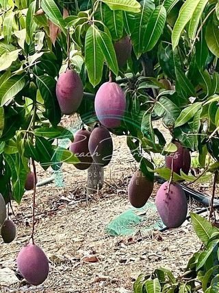 Casa en venta en Camino Algarrobo - Las Arenas en Vélez-Málaga