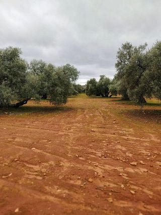 Terreno en venta en Mollina