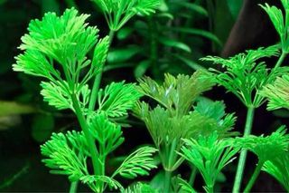 Lote 10+2 plantas de acuario variadas y coloridas