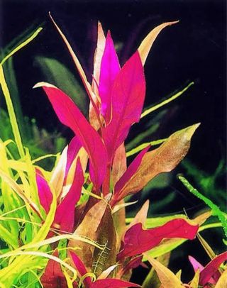 Lote 10+2 plantas de acuario variadas y coloridas