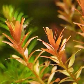 Lote 10+2 plantas de acuario variadas y coloridas