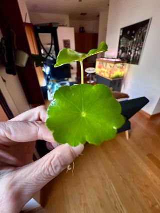 Lote 10+2 plantas de acuario variadas y coloridas