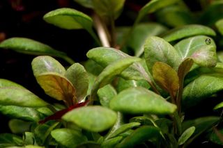 Lote 10+2 plantas de acuario variadas y coloridas