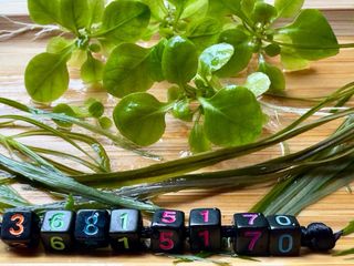 Lote 10+2 plantas de acuario variadas y coloridas