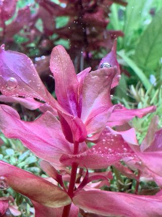 Lote 10+2 plantas de acuario variadas y coloridas