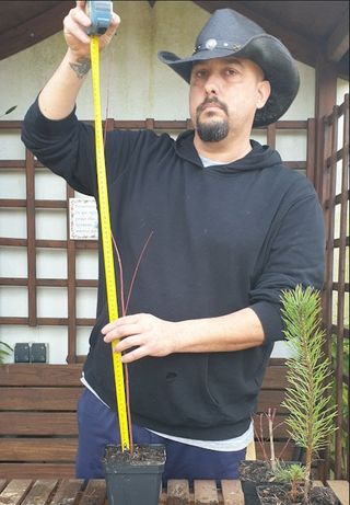 Arce Palmatum | Bonsai Zero colador REDONDO