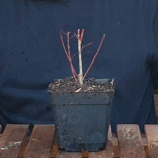 Sauce ROSA | Bonsai Zero URBANO