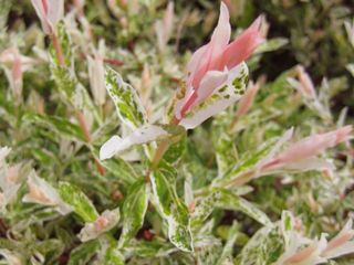 Sauce ROSA | Bonsai Zero URBANO